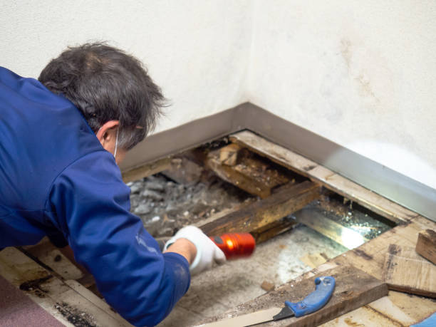 Best Mold Remediation  in Augusta, ME