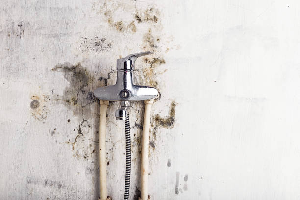 Best Commercial Mold Removal  in Augusta, ME