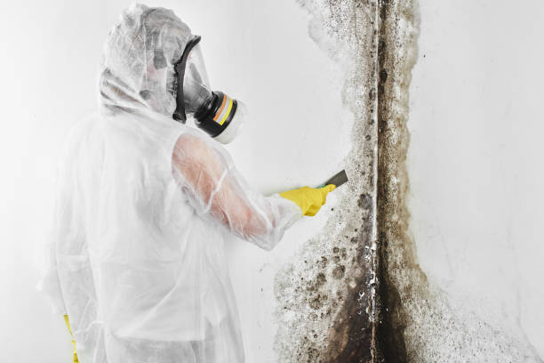 Best Professional Mold Removal  in Augusta, ME