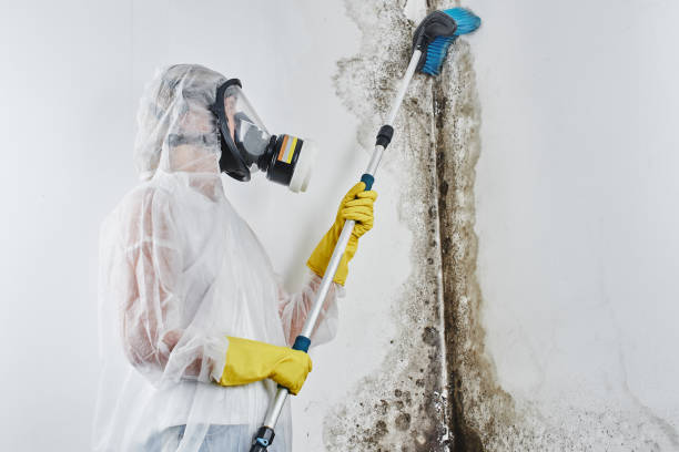 Best Mold Testing  in Augusta, ME