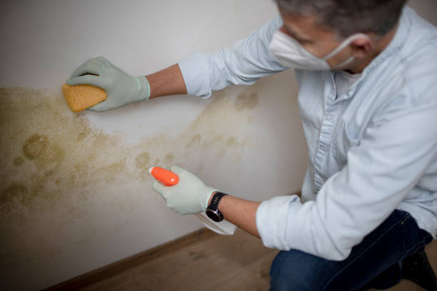 Best Certified Mold Removal  in Augusta, ME