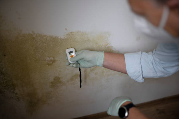 Professional Mold Removal in Augusta, ME