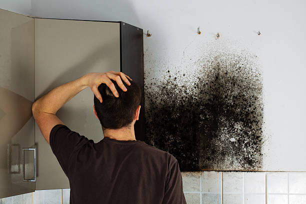 Best Mold Removal Company Near Me  in Augusta, ME