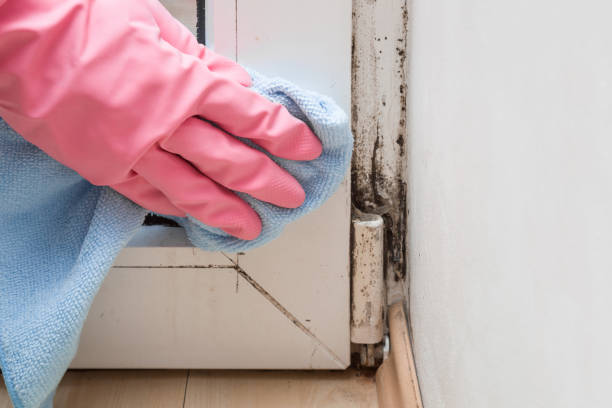 Best Mold Cleaning Services  in Augusta, ME